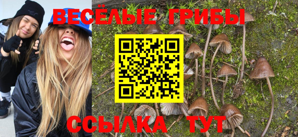Кингисепп  Псилоцибиновые грибы MAGIC MUSHROOMS  Вход с VPN 